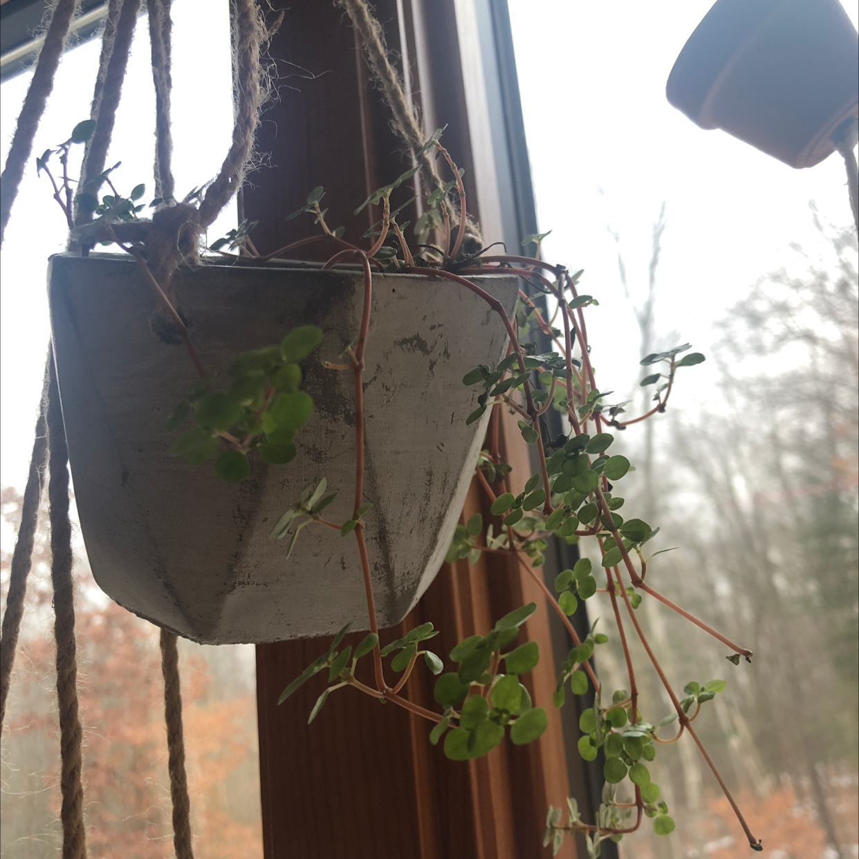 Healthy Creeping Fig plant with green heart-shaped leaves trailing from a hanging planter in front of a window.