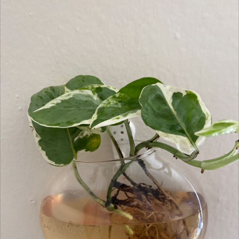 Glacier Pothos plant in a glass container with water, showing variegated green and white leaves.