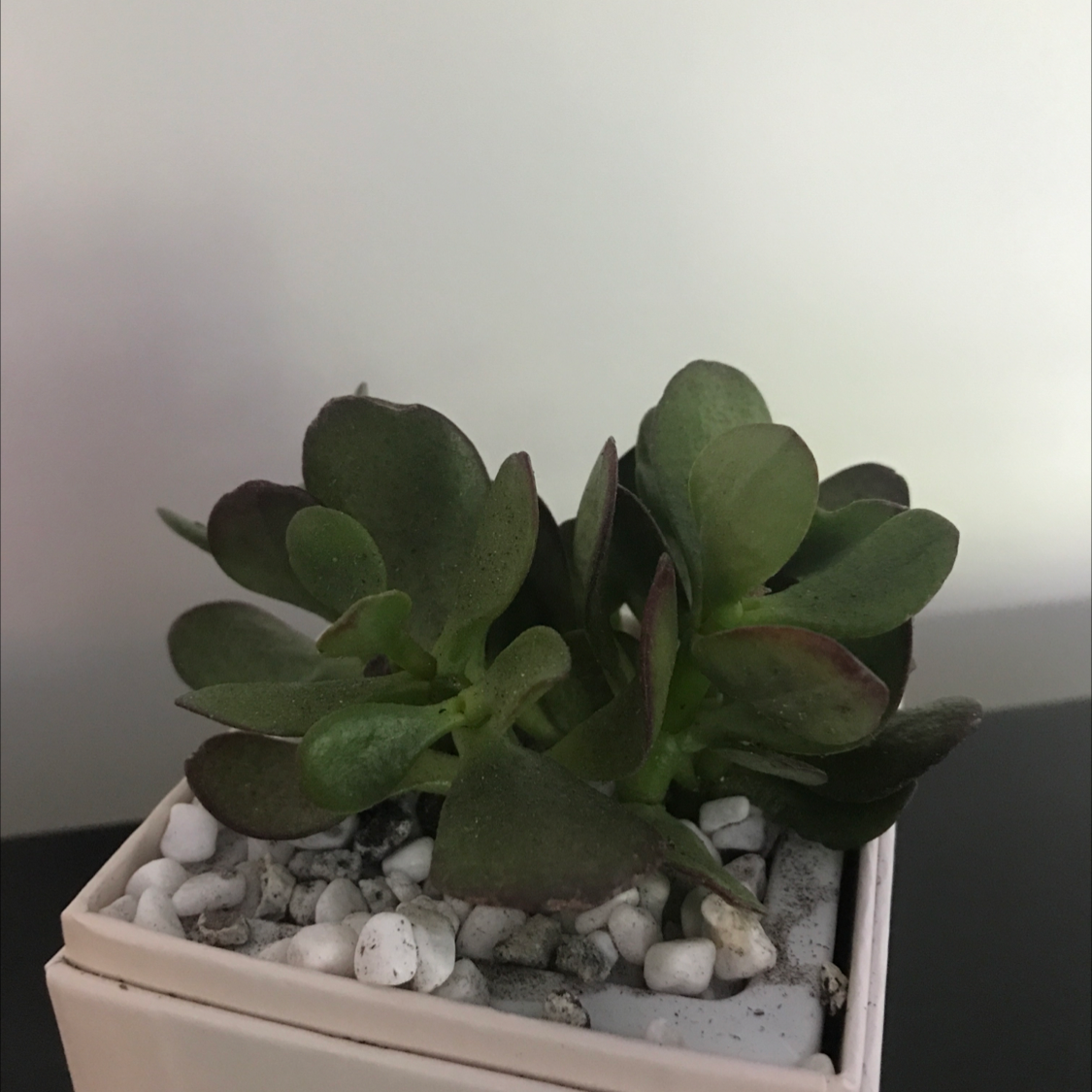 Photo of the plant species Silver Dollar Plant by @itsliterallyjustme named bagels n cream cheese on Greg, the plant care app