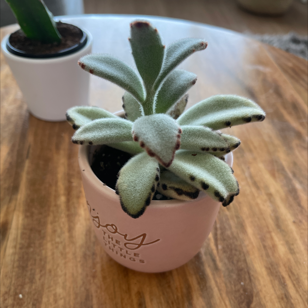 Photo of the plant species Panda Plant by @Jakobmather named Panda plant on Greg, the plant care app