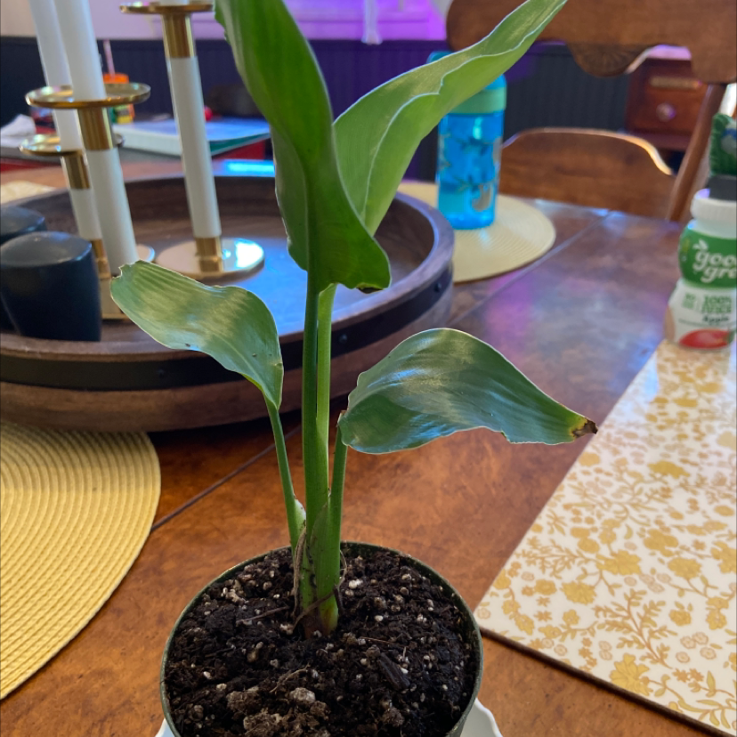 Bird of Paradise plant in a small pot on a table with some browning leaves.