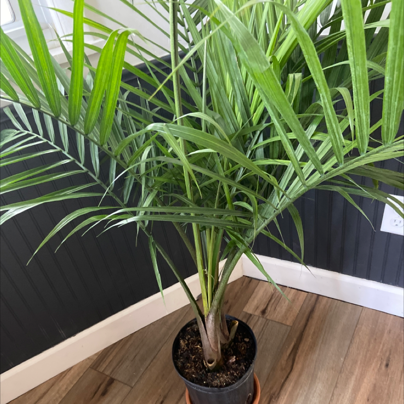 A lush, healthy majesty palm in a black pot, with abundant green fronds filling the frame, set on a light wood surface indoors.