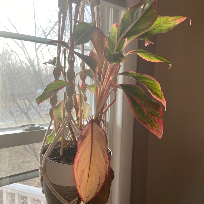 Ti plant with vibrant red, pink and green leaves, appearing healthy and well-situated near a window.