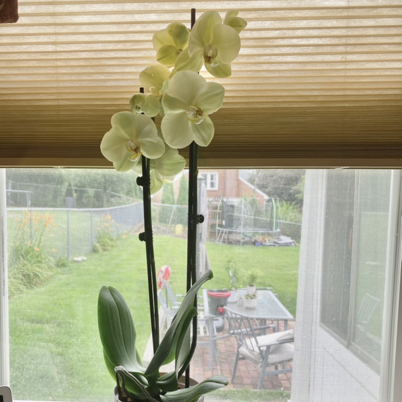 Photo of the plant species Phantom Orchid by @Makayla named Your plant on Greg, the plant care app