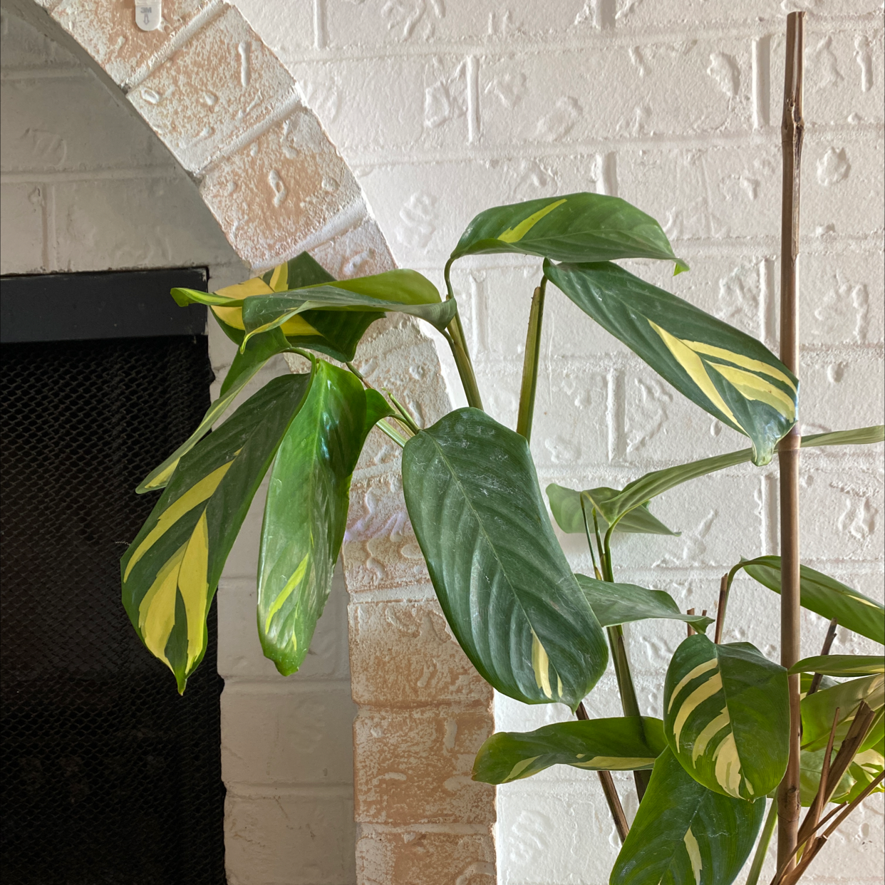 Photo of the plant species Golden Mosaic Plant by @Lilsunpacker named Oscar on Greg, the plant care app