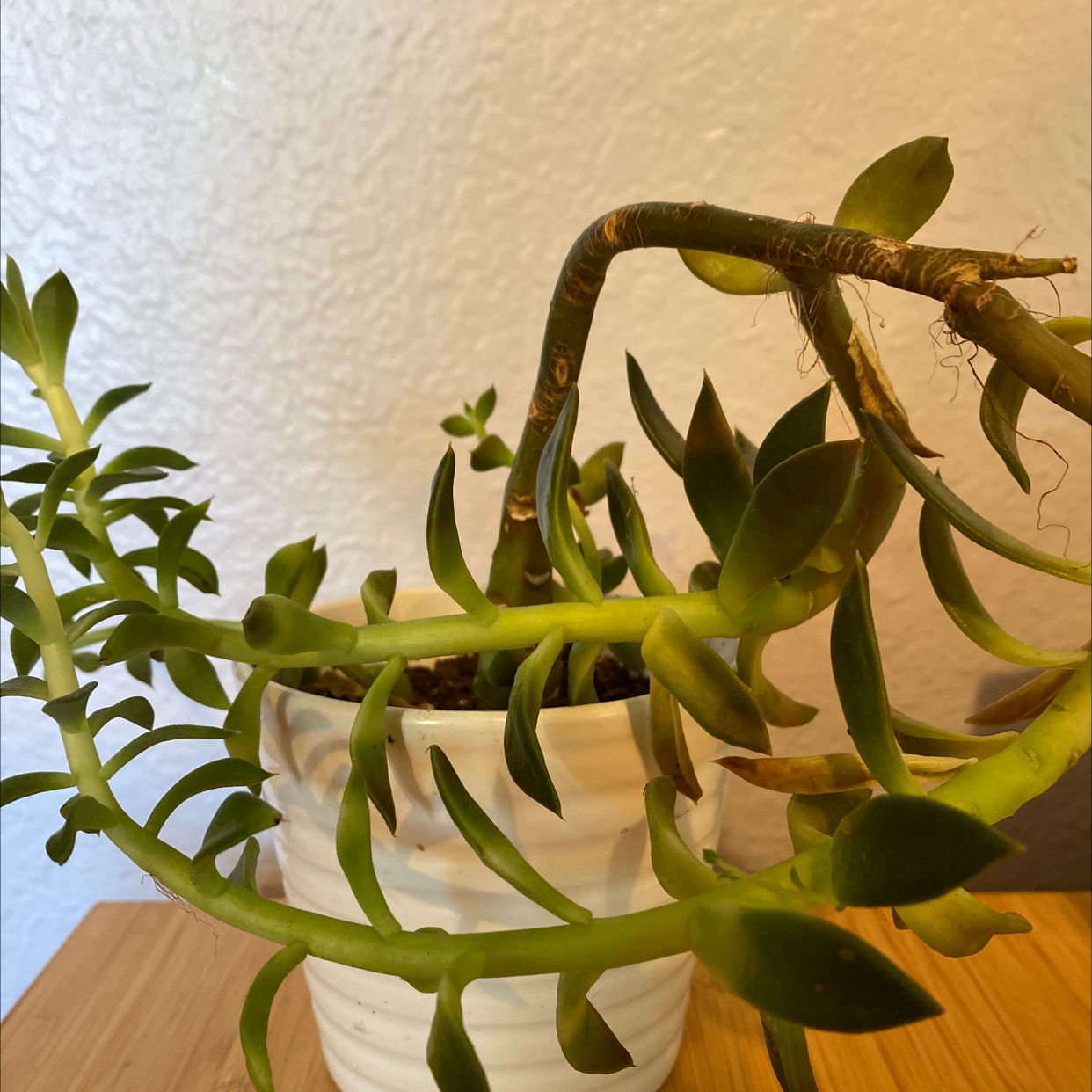 Photo of the plant species Sedum lucidum by @Lilsunpacker named Darwin on Greg, the plant care app