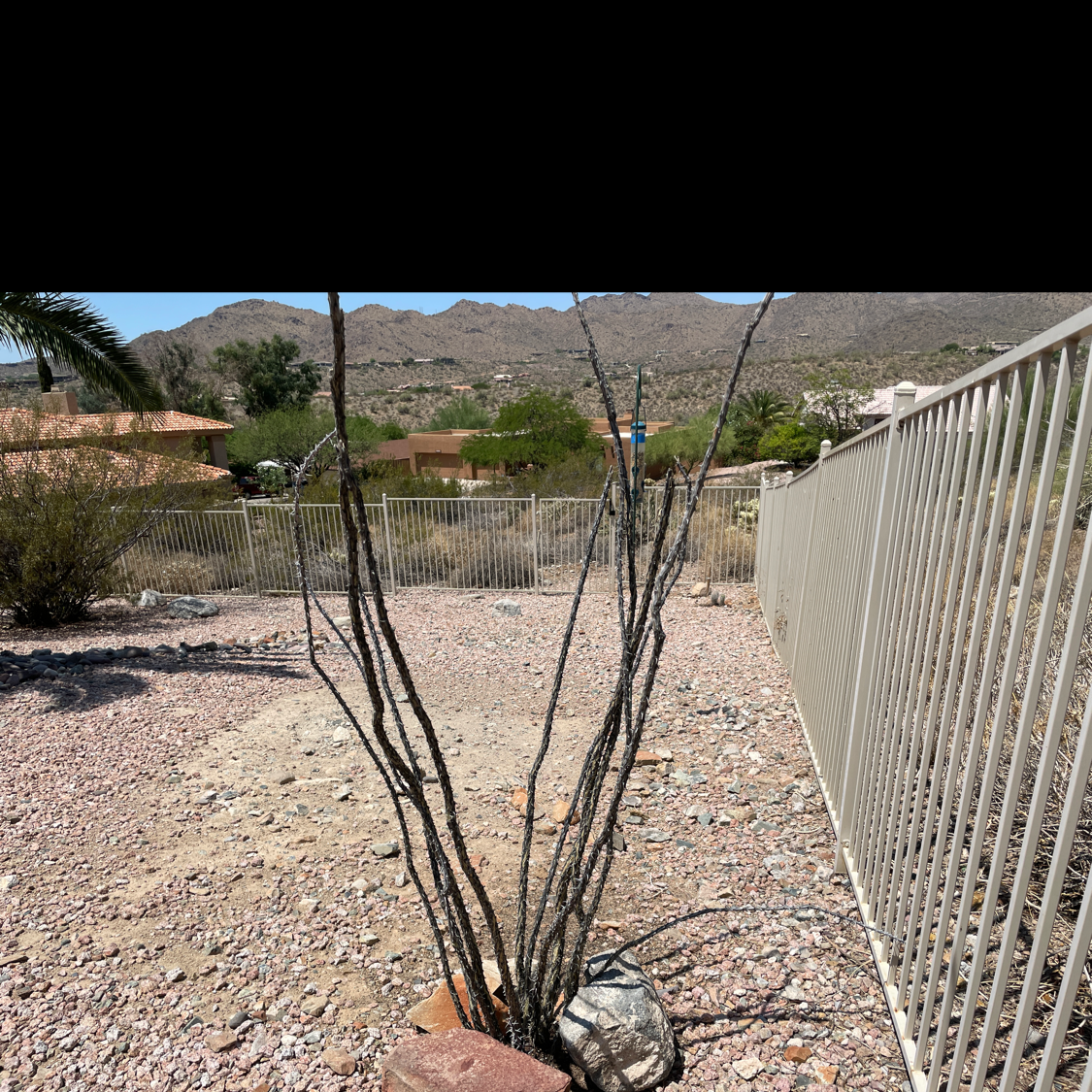 Ocotillo plant photo by Phil named Ocotillo on Greg, the plant care app.