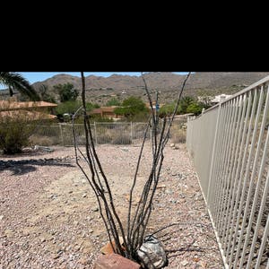 Candlewood plant photo by Phil named Ocotillo on Greg, the plant care app.