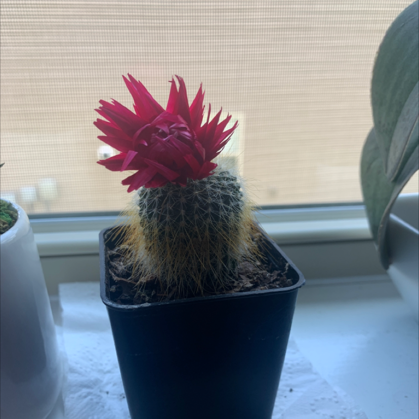 Texas Rainbow Cactus with a red flower in a black pot on a windowsill.