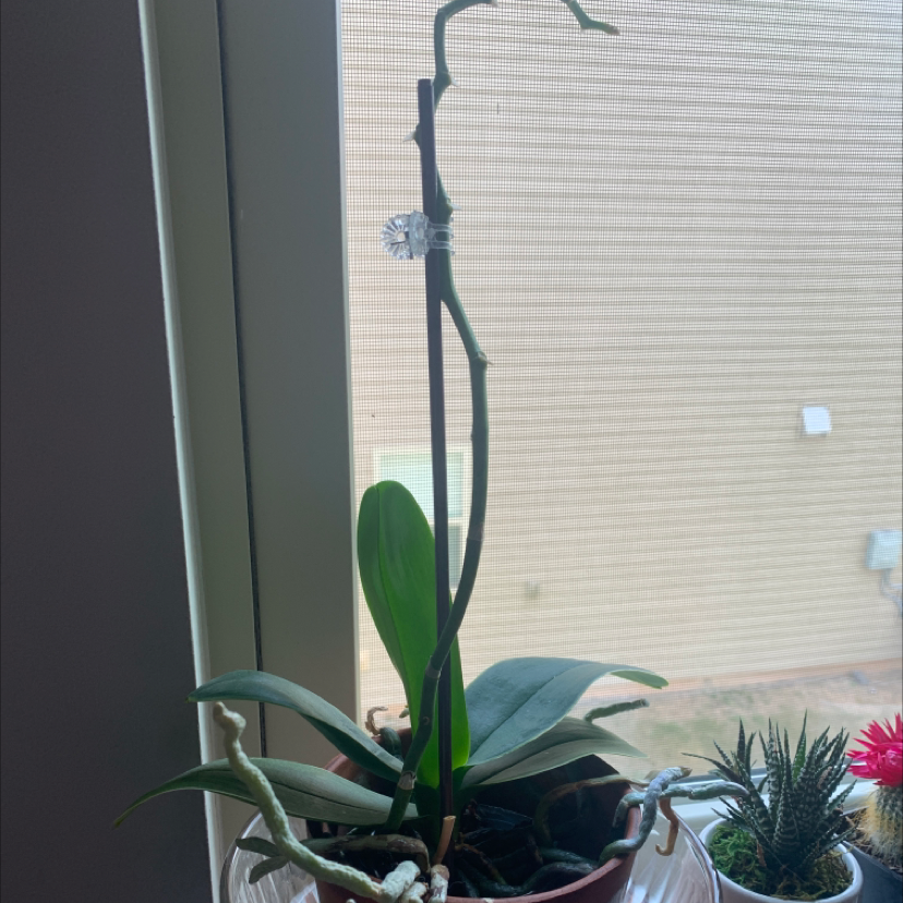 Photo of the plant species Moon Orchid by @e.g.0627 named Ronaldo on Greg, the plant care app