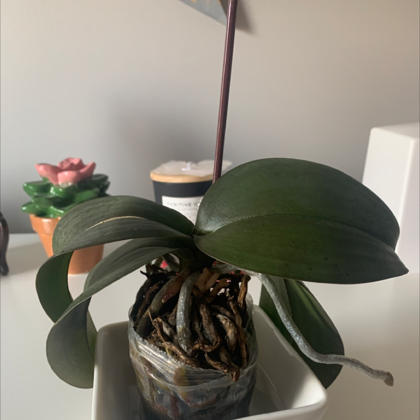 Photo of the plant species Moon Orchid by @e.g.0627 named Leonardo on Greg, the plant care app