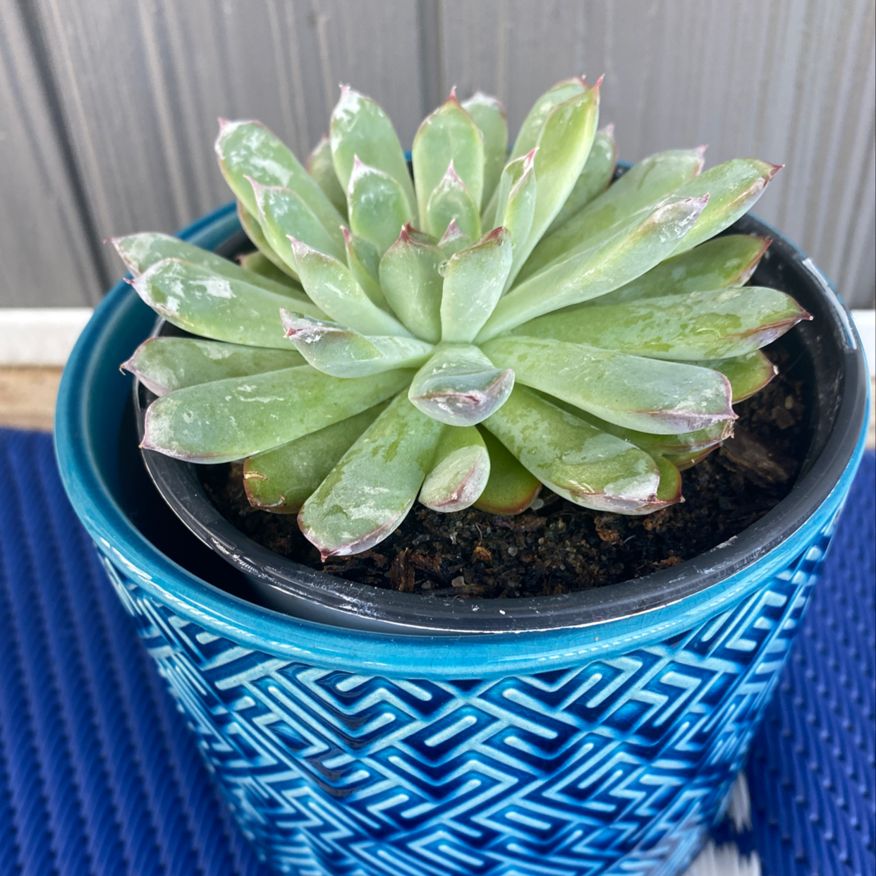 Luna