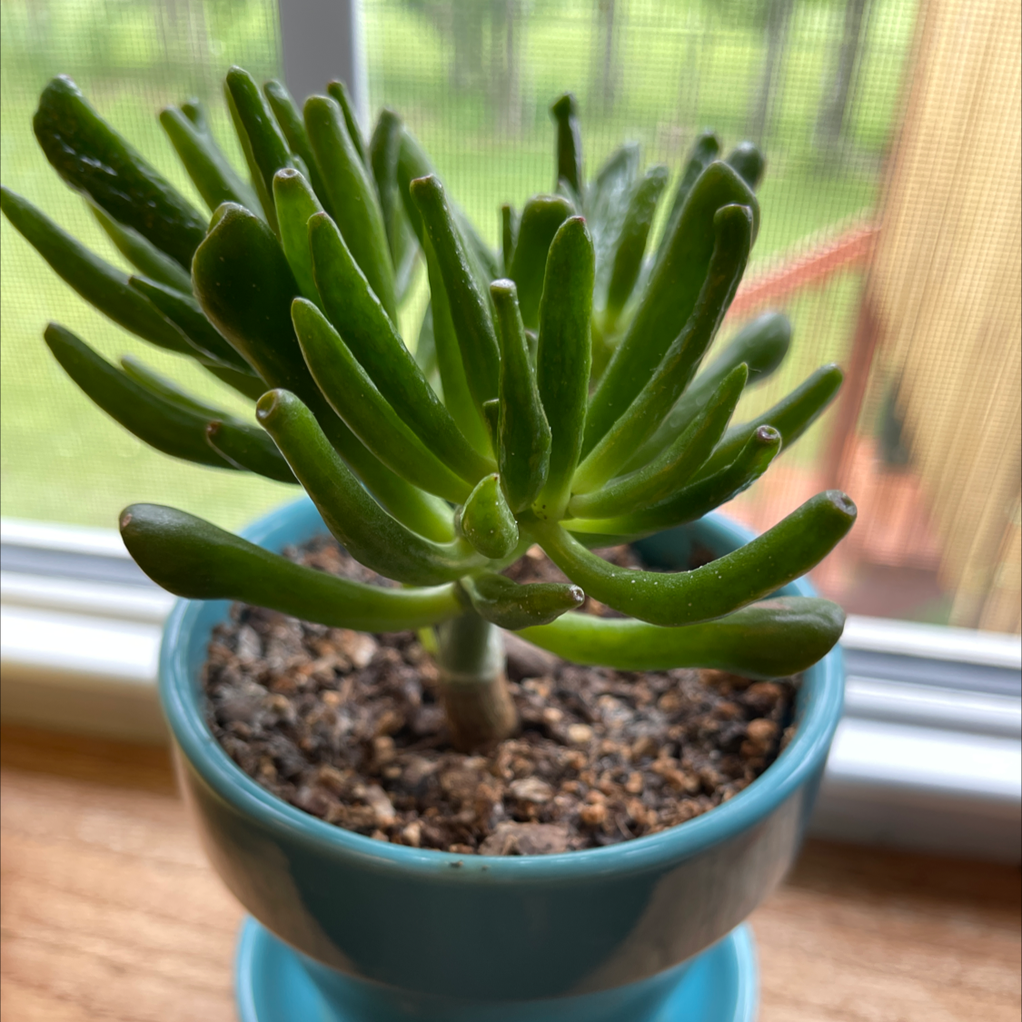 Photo of the plant species Coral Crassula by Dona named Coral on Greg, the plant care app