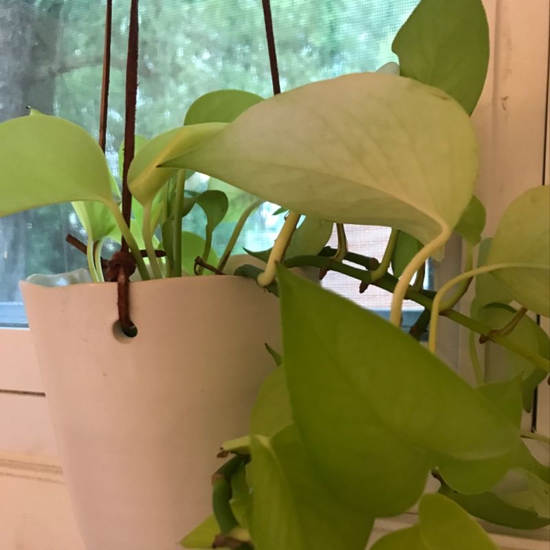 Healthy potted Jade Pothos plant in a hanging basket with lush green foliage and long trailing vines.