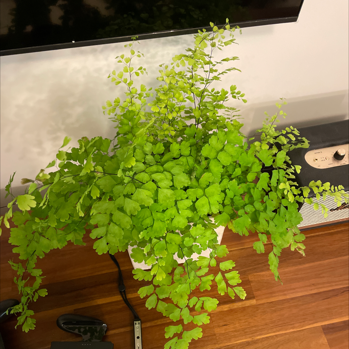 Pacific Maidenhair Fern in a white pot on a wooden surface, appearing healthy and vibrant.