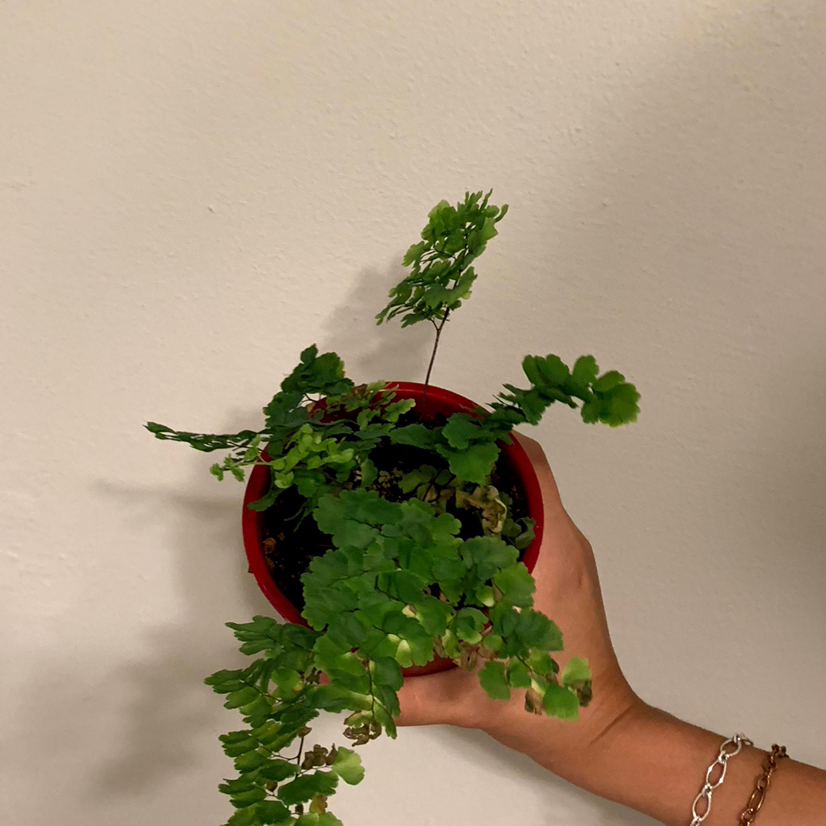 Photo of the plant species Hemionitis raddiana by @Sfrg04 named Lucille on Greg, the plant care app