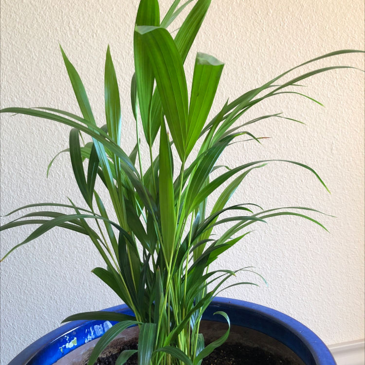 Healthy young Areca Palm in blue pot, showing lush green arching fronds without discoloration or disease.