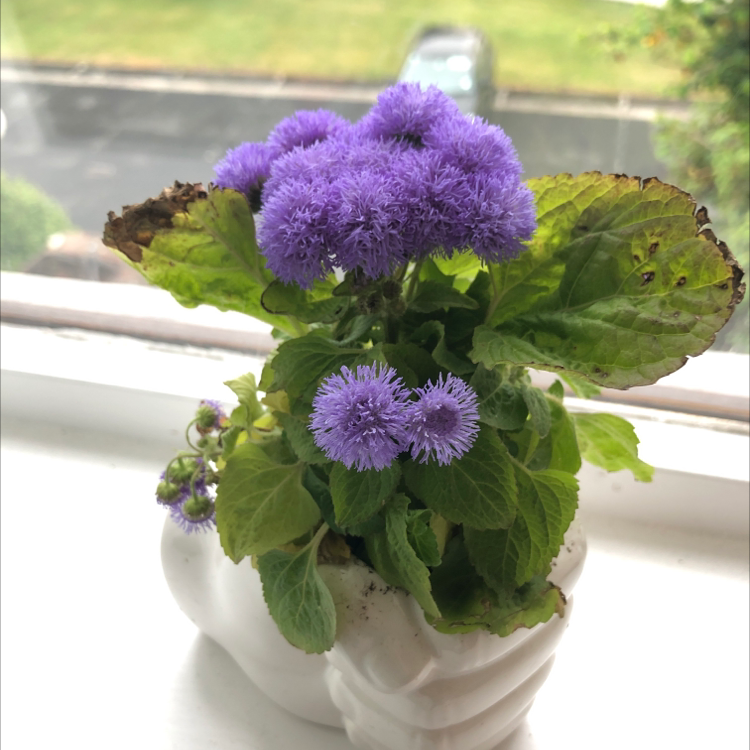 Blue Billygoat Weed plant with purple flowers and some browning leaves in a pot on a windowsill.