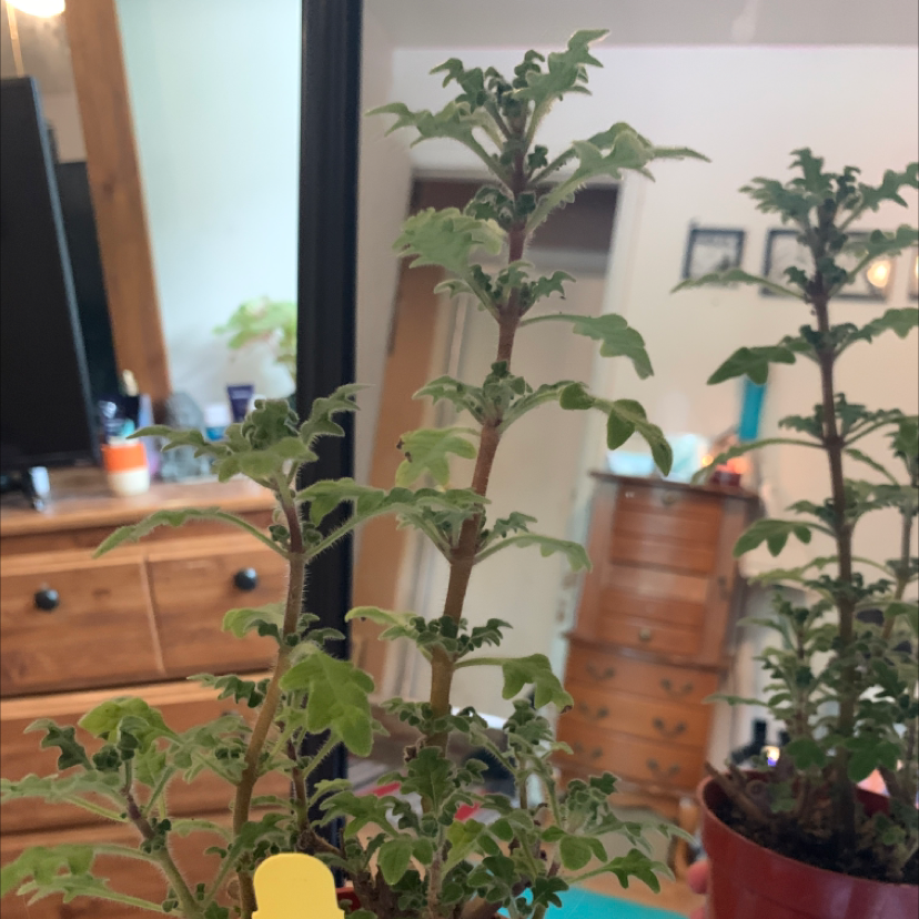 Photo of the plant species spur flower by Haley named suki on Greg, the plant care app
