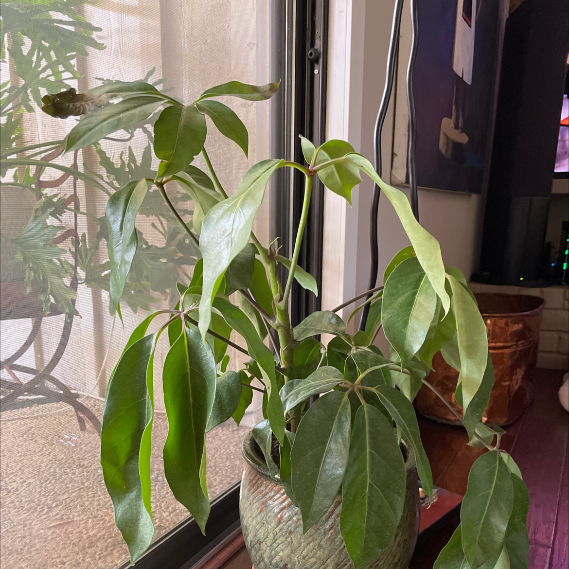 Umbrella Tree plant photo by Sarah named Your plant on Greg, the plant care app.