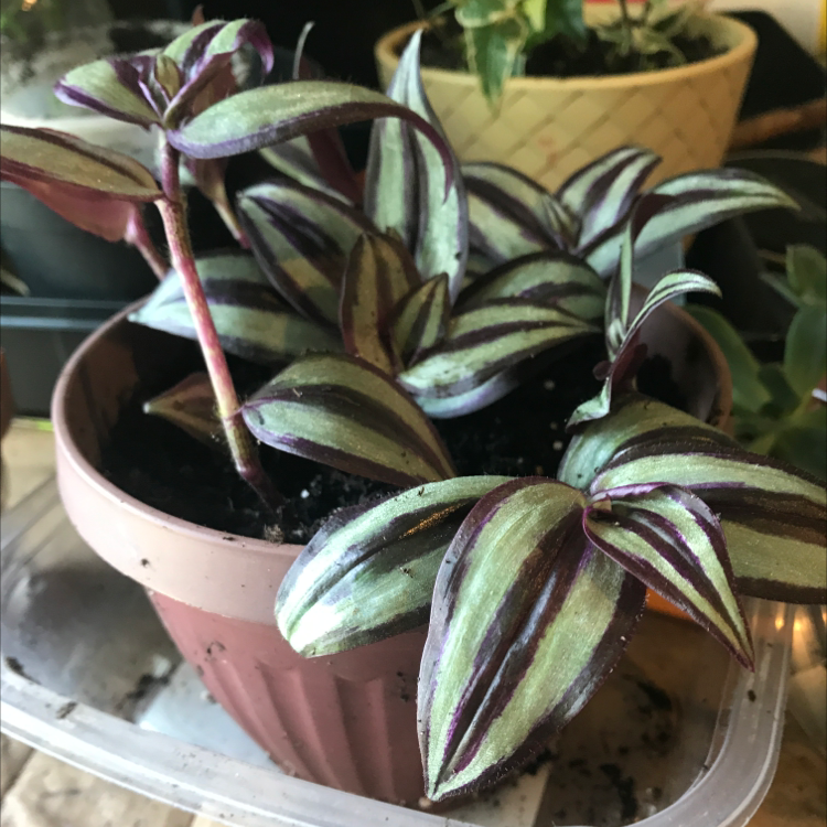 Spiderwort plant photo by @freshlycutweeds named Navajo on Greg, the plant care app.