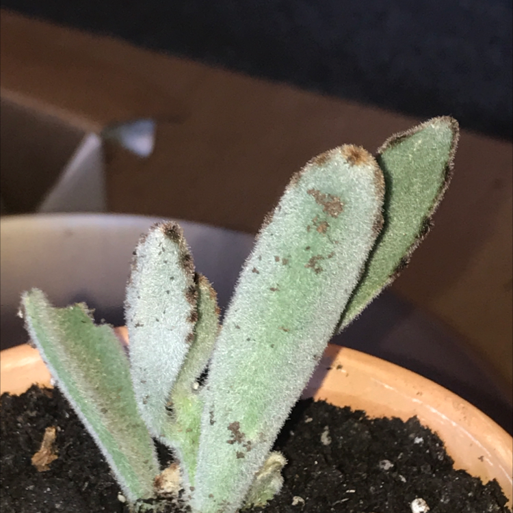 Panda Plant plant photo by @freshlycutweeds named Emerson on Greg, the plant care app.