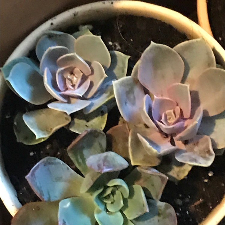 Echeveria Gibbiflora plant photo by @freshlycutweeds named Sol on Greg, the plant care app.