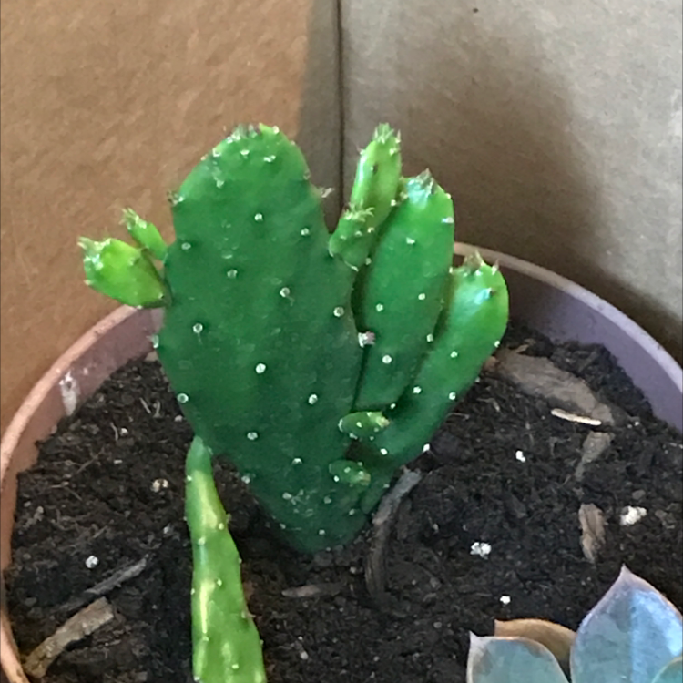 Drooping Prickly Pear plant photo by @freshlycutweeds named Pax on Greg, the plant care app.