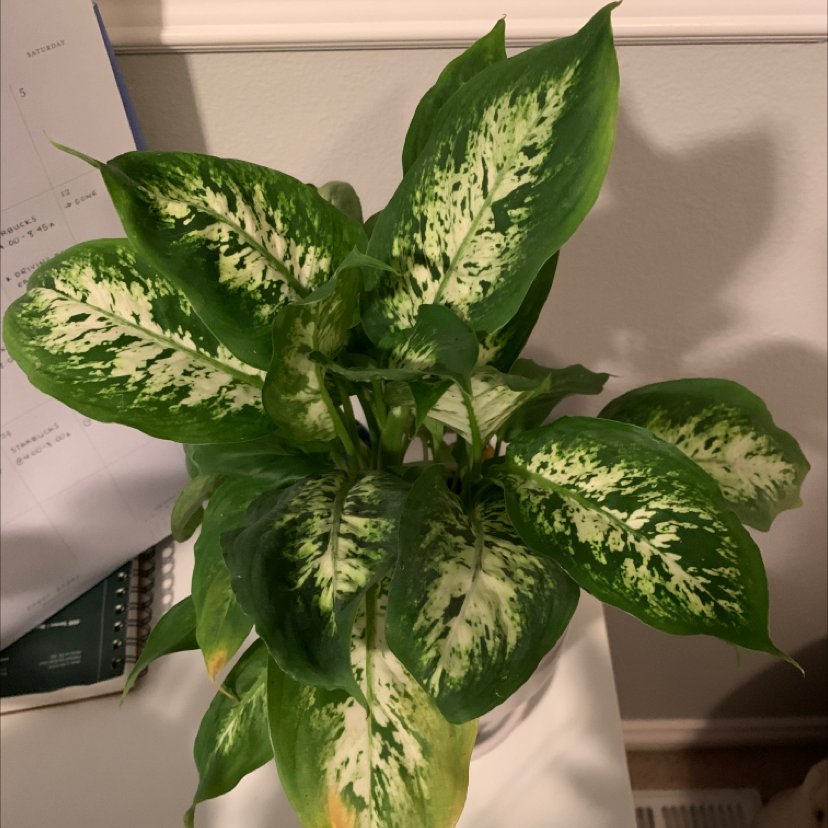 Healthy Dieffenbachia houseplant with large, attractive green and white variegated leaves in a characteristic oval shape.