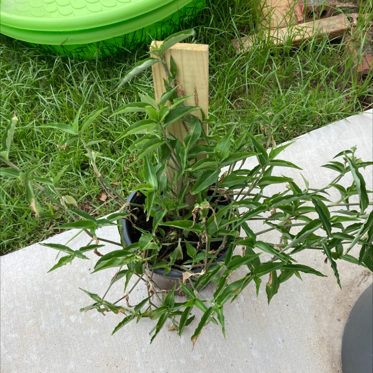 Canterbury Bells plant photo by @lillyplants named greg on Greg, the plant care app.