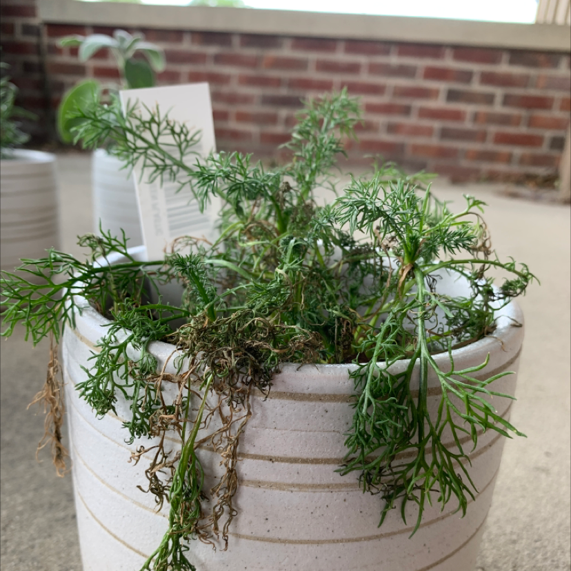 How to Prune Chamomile