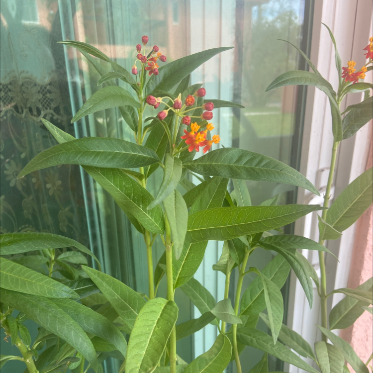 Photo of the plant species Tropical Milkweed by Christine named milk weed on Greg, the plant care app