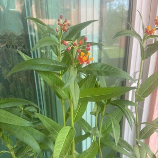 Tropical Milkweed plant in Miami, Florida