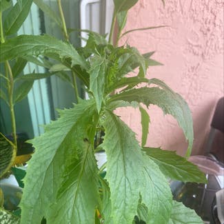 American Burnweed plant in Miami, Florida