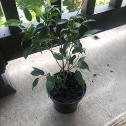 Dwarf Ficus benjamina plant