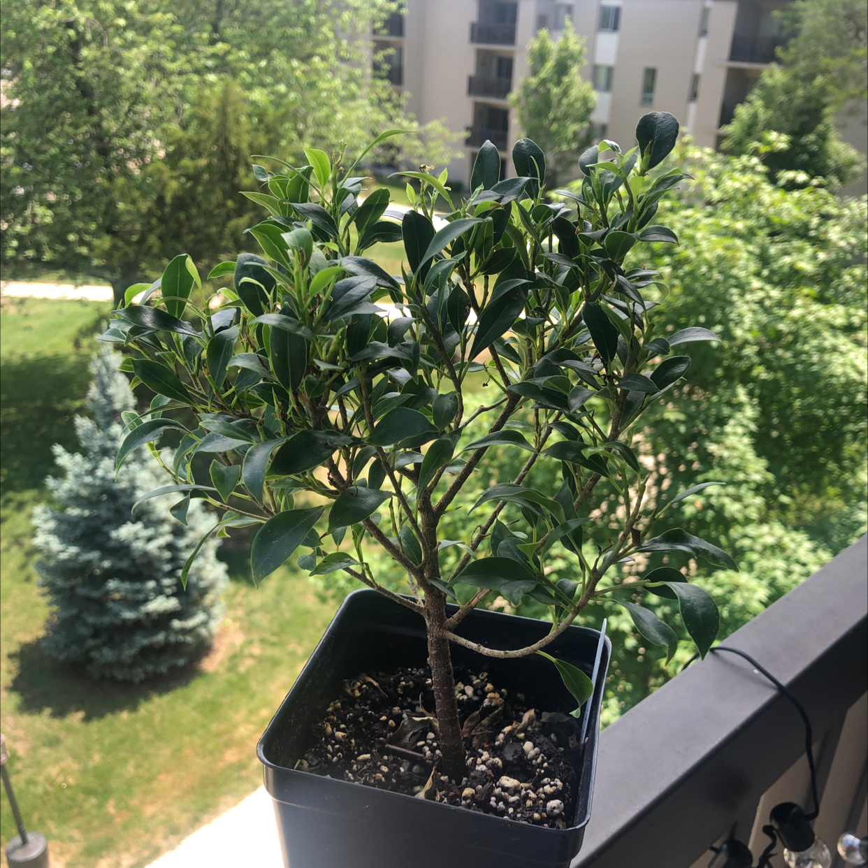 Photo of the plant species Golden Gate Ficus by Jesus named Your plant on Greg, the plant care app