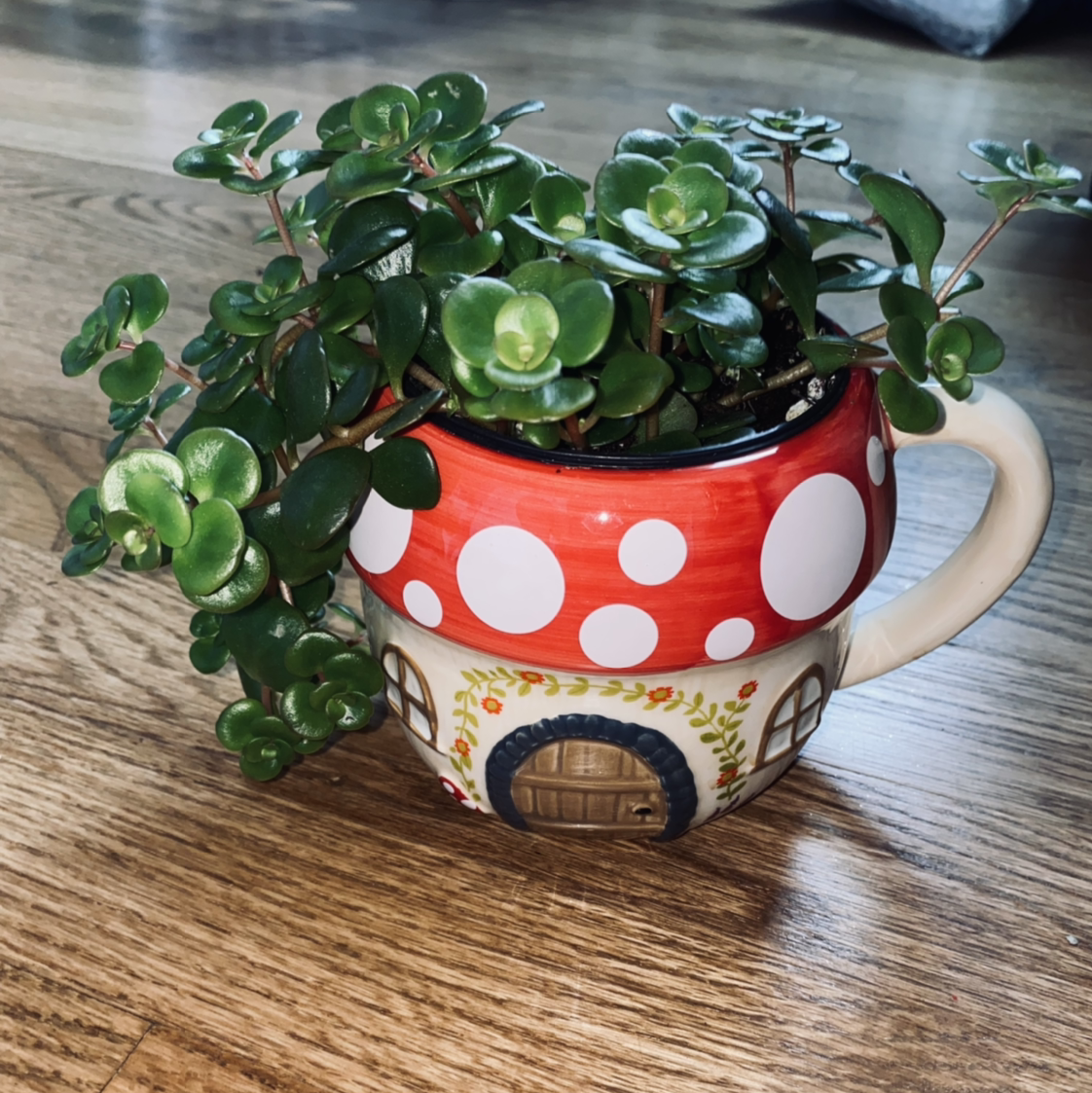 Healthy October Daphne plant in a decorative pot with green, plump leaves.