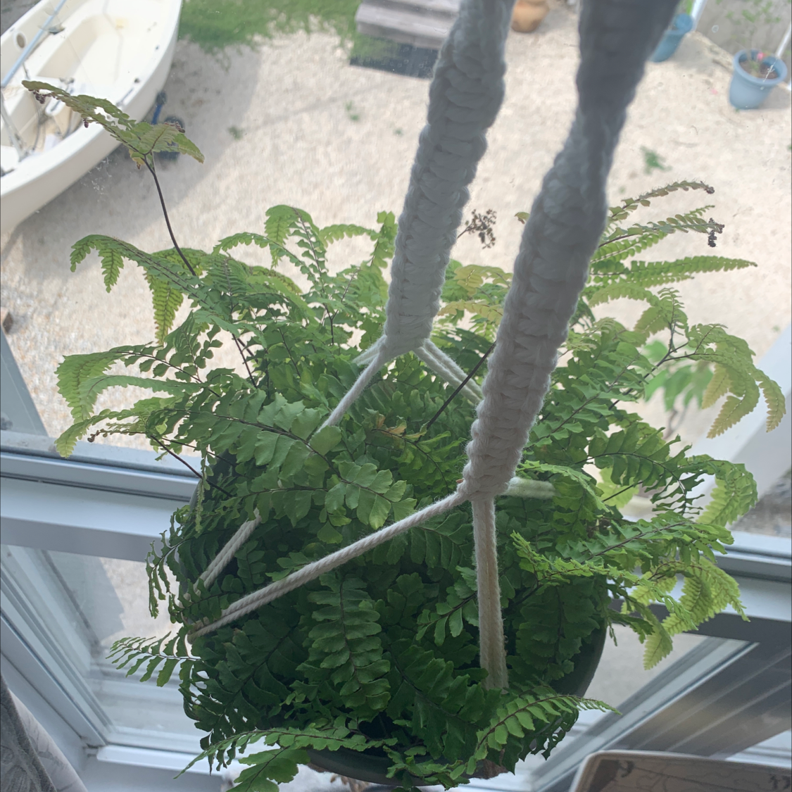 Photo of the plant species Brittle Maidenhair Fern by @Iguana_slayer named Harold on Greg, the plant care app