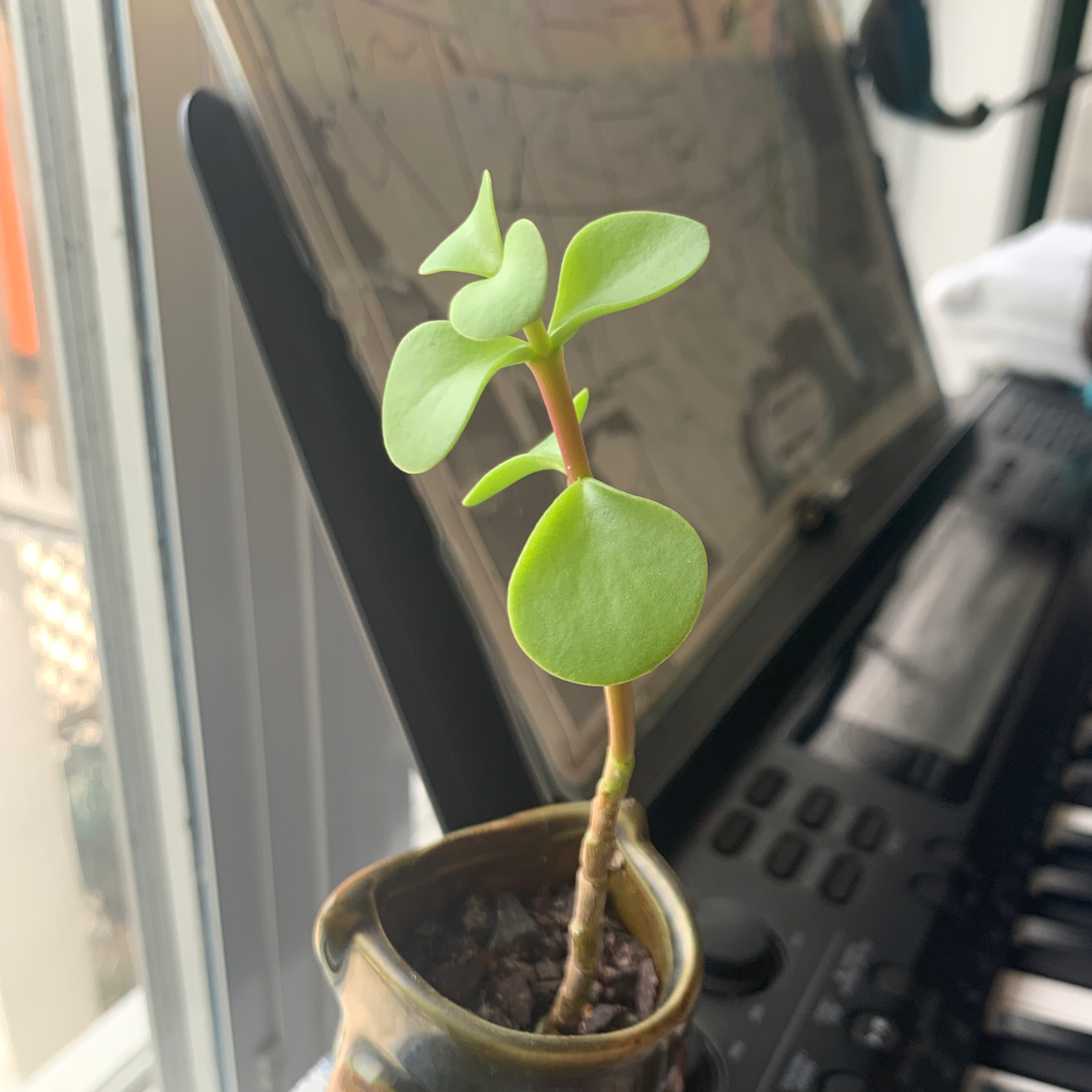 Elephant Bush plant photo by @Iguana_slayer named Big Ben on Greg, the plant care app.