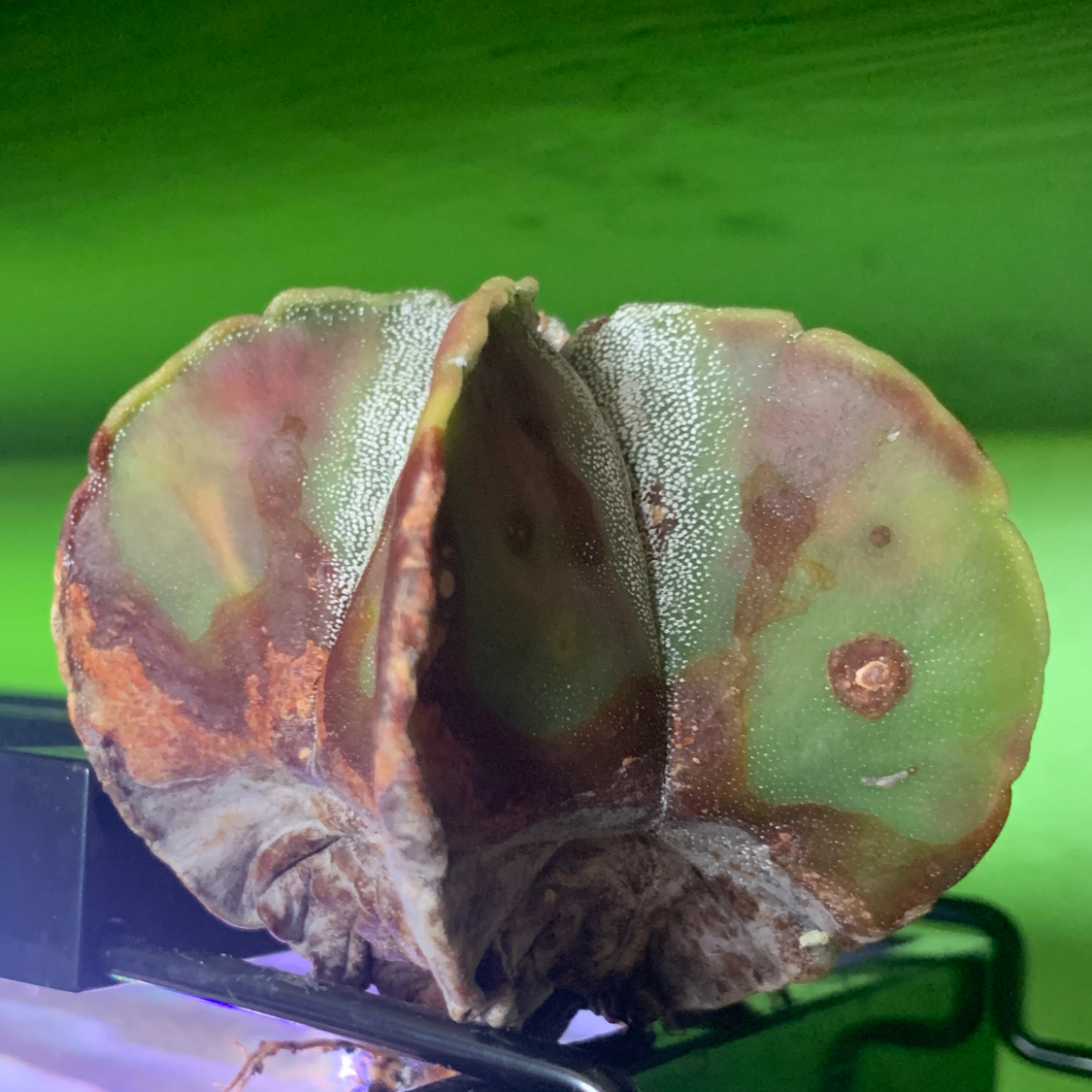 Bishop's Cap Cactus plant photo by @Iguana_slayer named Blulbus on Greg, the plant care app.