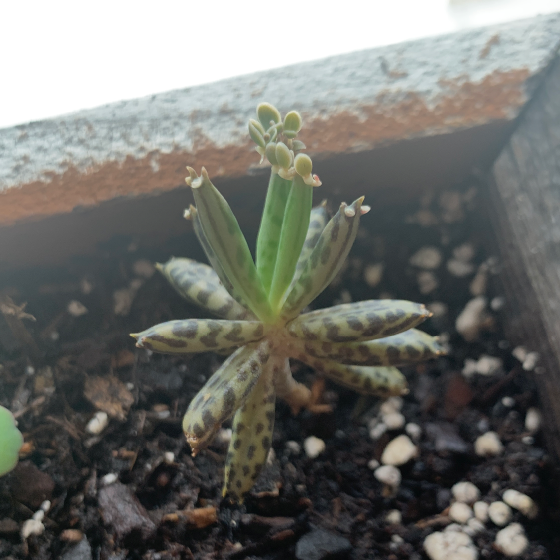Mother of Millions plant photo by @Iguana_slayer named ￼ Connor on Greg, the plant care app.