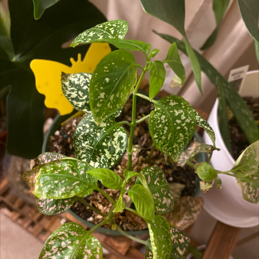 Polka Dot Plant plant photo by @Roluet named Lacy on Greg, the plant care app.