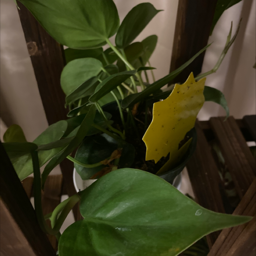 Philodendron Scandens plant photo by @Roluet named Lovie on Greg, the plant care app.