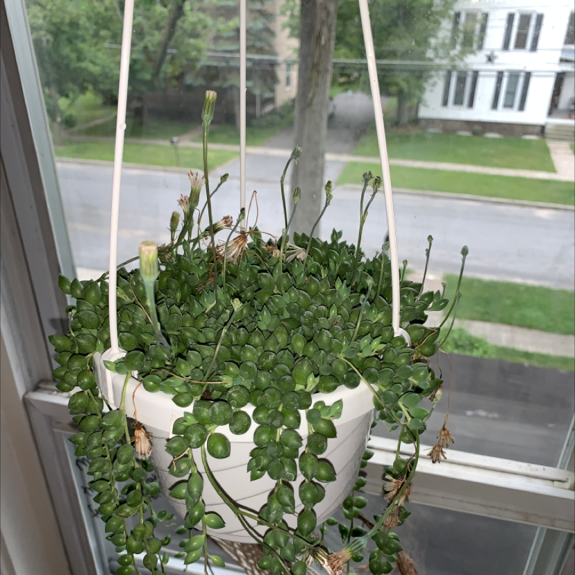 Photo of the plant species Syngonium steyermarkii by @sbelles named Agatha on Greg, the plant care app