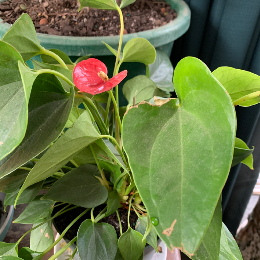 Photo of the plant species Cattleya Taiwan Mermaid by @WhiteybirdtheRooster named My Plant on Greg, the plant care app