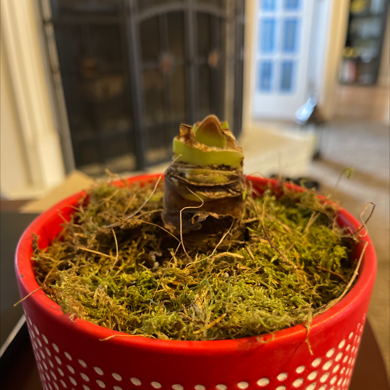 Hippeastrum 'Red Lion' bulb in a red pot with moss, showing early growth.