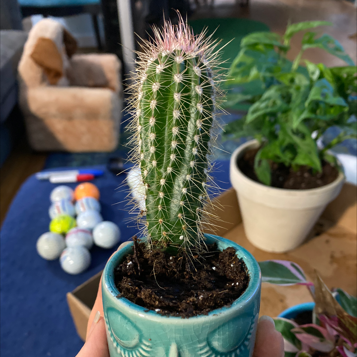 Photo of the plant species Old Man Cactus by Chelsea named Daisy on Greg, the plant care app