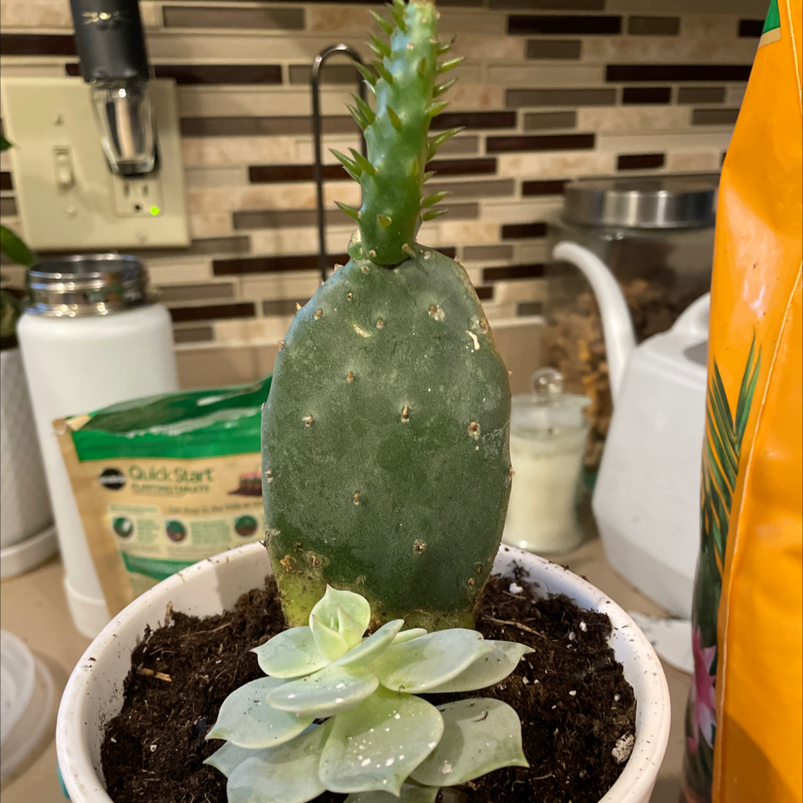 Smooth Prickly Pear cactus in a pot with soil and a succulent plant.