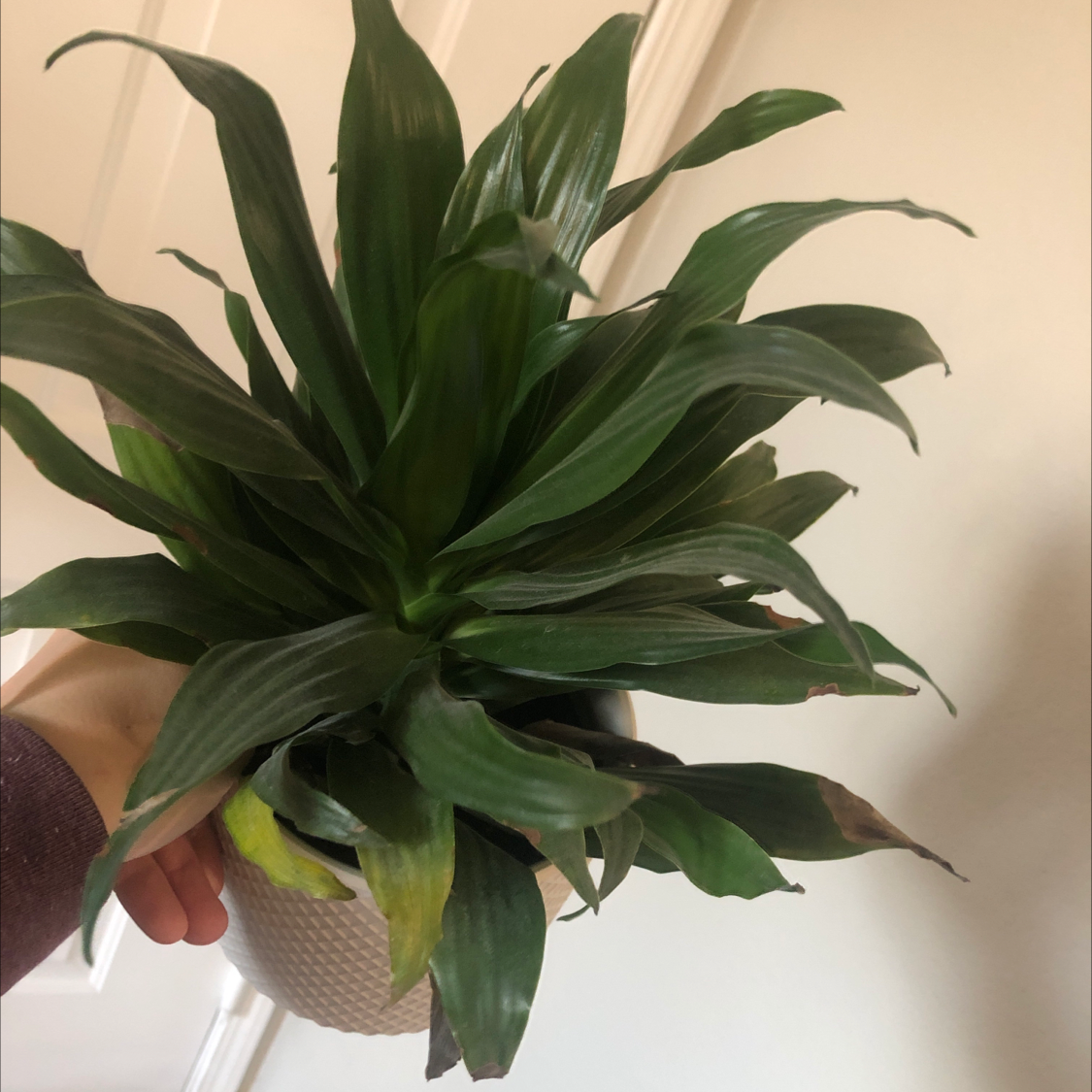 Dracaena 'Warneckii' plant with dark green leaves and some browning tips, held by a hand.