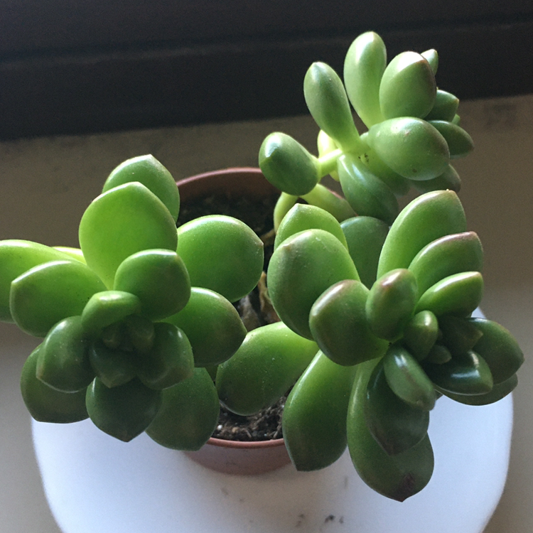 Photo of the plant species Sedum lucidum by @evaaaa named Pepe on Greg, the plant care app